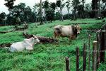 Brahma bull, fence, field, trees, AFCV03P15_13