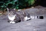 Gray Striped Cat, AFCV03P15_19