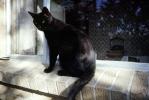 Black Cat, AFCV04P01_03