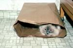 Siamese, Paper Bag, Cute, Funny, AFCV04P01_09