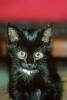 Black Cat, AFCV04P02_12