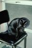 Black Cat on a Black Chair, small panther, AFCV04P02_14
