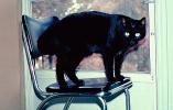 Black Cat on a Black Chair, small panther, standing, AFCV04P02_16