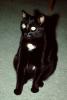 Black Cat sitting, AFCV04P02_17