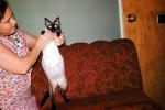Siamese Cat, 1950s, AFCV04P04_01