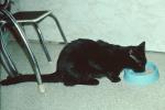Black Cat Eating, Bowl, AFCV04P04_10