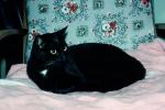 Black Cat, AFCV04P04_11