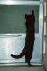Black Cat standing, AFCV04P04_12