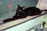 Black Cat, AFCV04P04_13