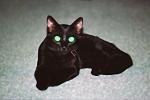 Black Cat, AFCV04P04_16