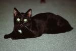 Black Cat, AFCV04P04_17