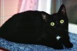 Black Cat looking askance, AFCV04P04_18