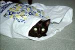 Black Cat in a bag, cute, funny, AFCV04P04_19