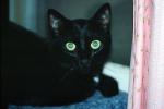 Black Cat eyes staring at you, AFCV04P05_01