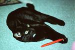 Black Cat, AFCV04P05_02