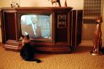 Cat Watching Television, funny, humorous, AFCV04P05_04