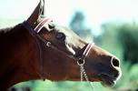 Arabian Horse, Sonoma County, AHSV01P05_10