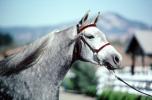 Arabian Horse, Sonoma County, AHSV01P05_16