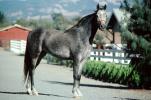 Arabian Horse, Sonoma County, AHSV01P05_19
