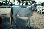 Arabian Horse, Sonoma County, AHSV01P06_08