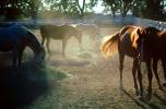 Arabian Horse, Sonoma County, AHSV01P06_09