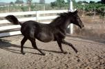 Arabian Horse, Sonoma County, AHSV01P06_15