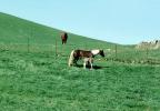Horse in Sonoma County, AHSV01P07_12
