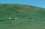 Horses in a Field, Mendocino County, AHSV01P09_13