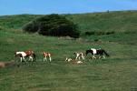 Horses in a Field, Mendocino County, AHSV01P09_17