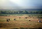 Horses in the Plains of Teton Mountains, AHSV01P11_02