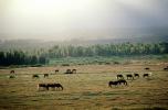 Horses in the Plains of Teton Mountains, AHSV01P11_05