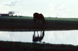 Horse Reflecting in a Lake, Merced County, AHSV01P13_18