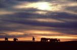 Horses in The Sunset, Rancho Seco, AHSV01P14_05