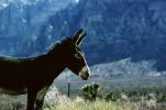 Donkey in Red Rock Canyon, AHSV01P15_03
