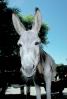 Mule, Donkey, AHSV02P06_06.1711