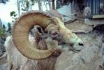 Bighorn Ram Sheep, Horns, (Ovis canadensis), Banff, AMAV01P08_10