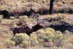 Bull Elk, AMAV02P04_03