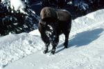 Buffalo in the Snow, Yellowstone, AMAV03P13_09