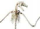 Lyle's flying fox photo-object, (Pteropus lylei), Bones, Skeleton, Skull, photo-object, object, cut-out, cutout, AMBV01P03_13F