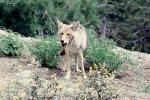 Coyote, AMDV01P01_03