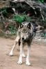 Wolf and Husky, Wolves, Alaska, AMDV01P02_06
