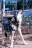 Wolf and Husky, Wolves, Alaska, AMDV01P02_12