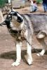 Wolf and Husky, Wolves, Alaska, AMDV01P02_13