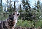 Wolf and Husky, Wolves, Alaska, AMDV01P02_14