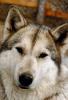 Wolf and Husky, Wolves, Alaska, AMDV01P03_02.1712