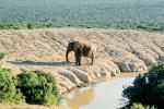 African Elephant, River, Water, South Africa, AMEV01P04_07