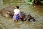 Man Washing his Asian Elephant, Tamil, India, AMEV01P06_18