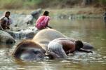 Boy Washing his Asian Elephant, Tamil, India, AMEV01P07_11