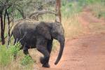 African Elephants, AMEV01P08_02.0492