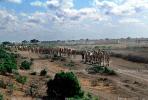 Camel Hard, Somalia, AMLV01P01_09